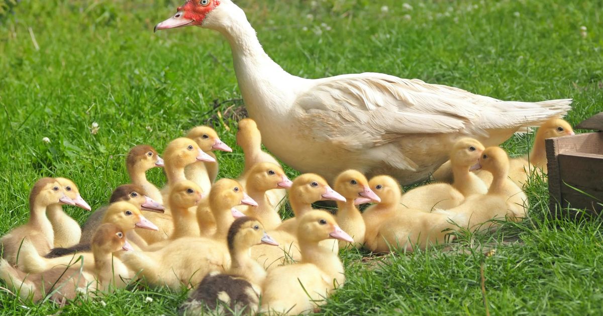 Ilustrasi Bebek Petelur Mini, contoh usaha ternak modal kecil (foto: Pixabay/pexels)