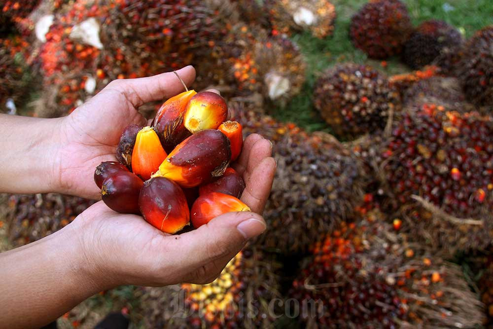 Laba Salim Ivomas (SIMP) Melesat 33 Persen, Tembus Rp2,07 Triliun di 2025