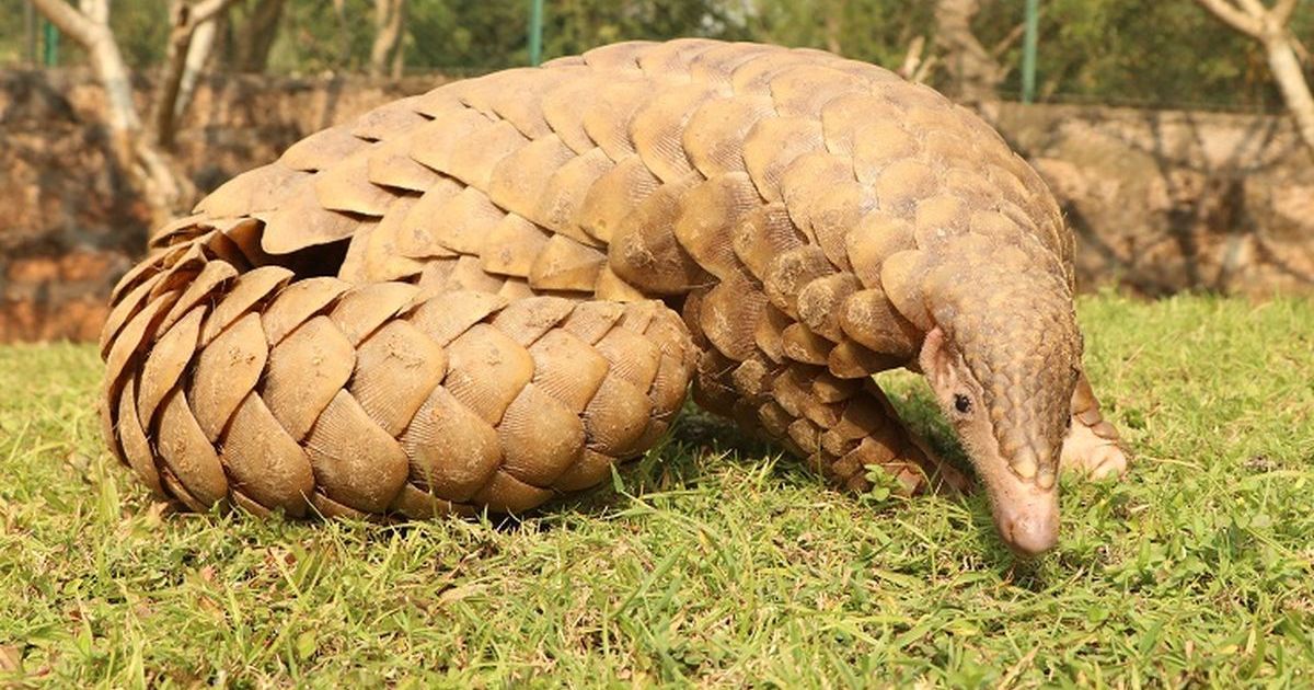 Trenggiling dewasa.(shutterstock/positivesnapshot via KOMPAS.com)