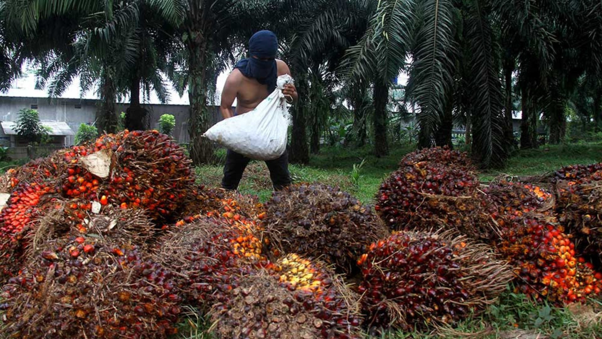 Laba SIMP Melonjak 33%: Valuasi Murah Pikat Investor Kakap