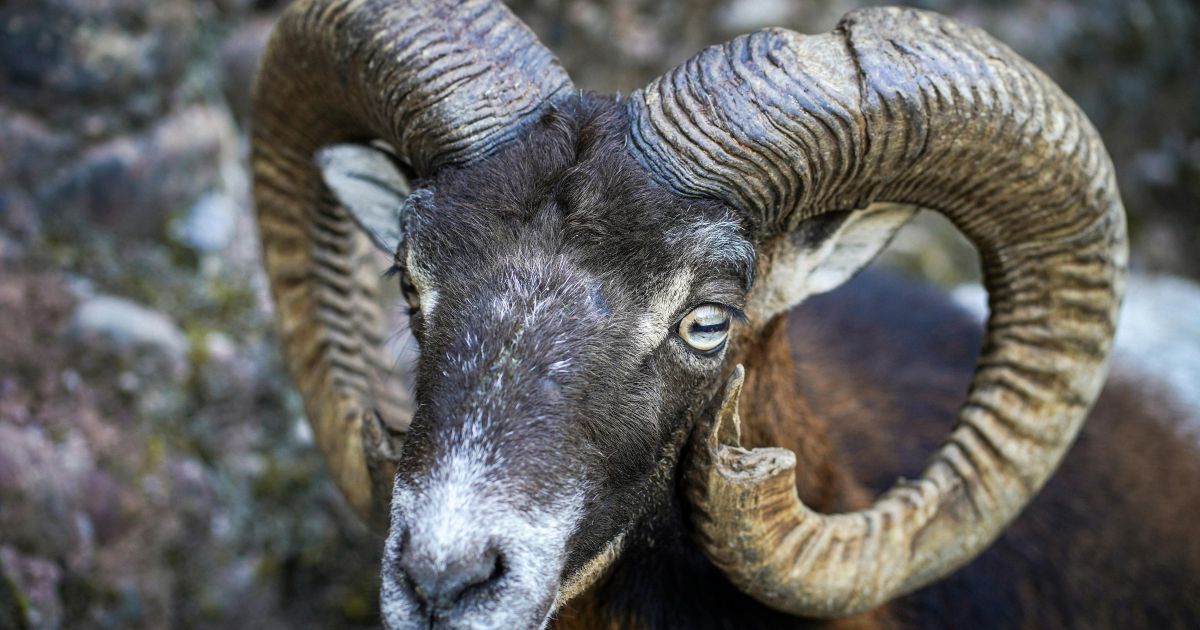 Ilustrasi domba jantan, bintang Aries pada ramalan zodiak 13 Maret 2026 (Foto: pexels)
