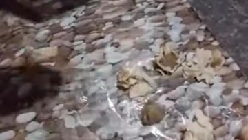 Foto: MBG siomay di Nganjuk yang keras seperti batu. (Dok. Istimewa)