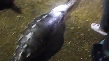 Foto: Penampakan ular piton 8 meter yang memangsa kambing hamil di Kota Kendari, Sulawesi Tenggara. (Dokumen Istimewa)