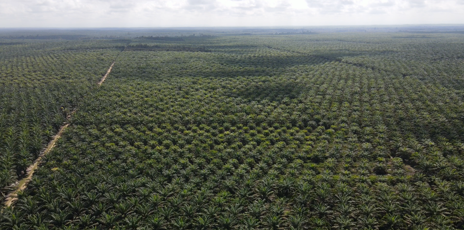 Kinerja Keuangan DSNG Melonjak di Kuartal I 2026 Didorong Kenaikan Volume Penjualan CPO
