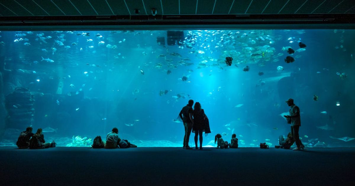 Ilustrasi tempat wisata aquarium date yang cocok untuk menikmati momen romantis bersama pasangan kekasih.