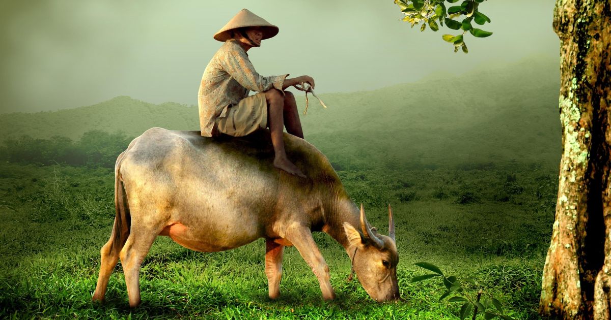 Ilustrasi kerbau (Pixabay)