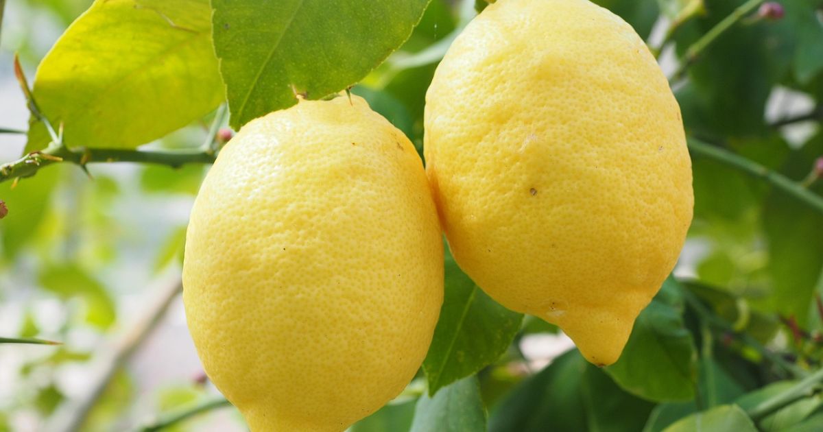 Catat! Ini 5 Manfaat Kulit Jeruk Lemon untuk Kesehatan Tubuh yang Sering diabaikan