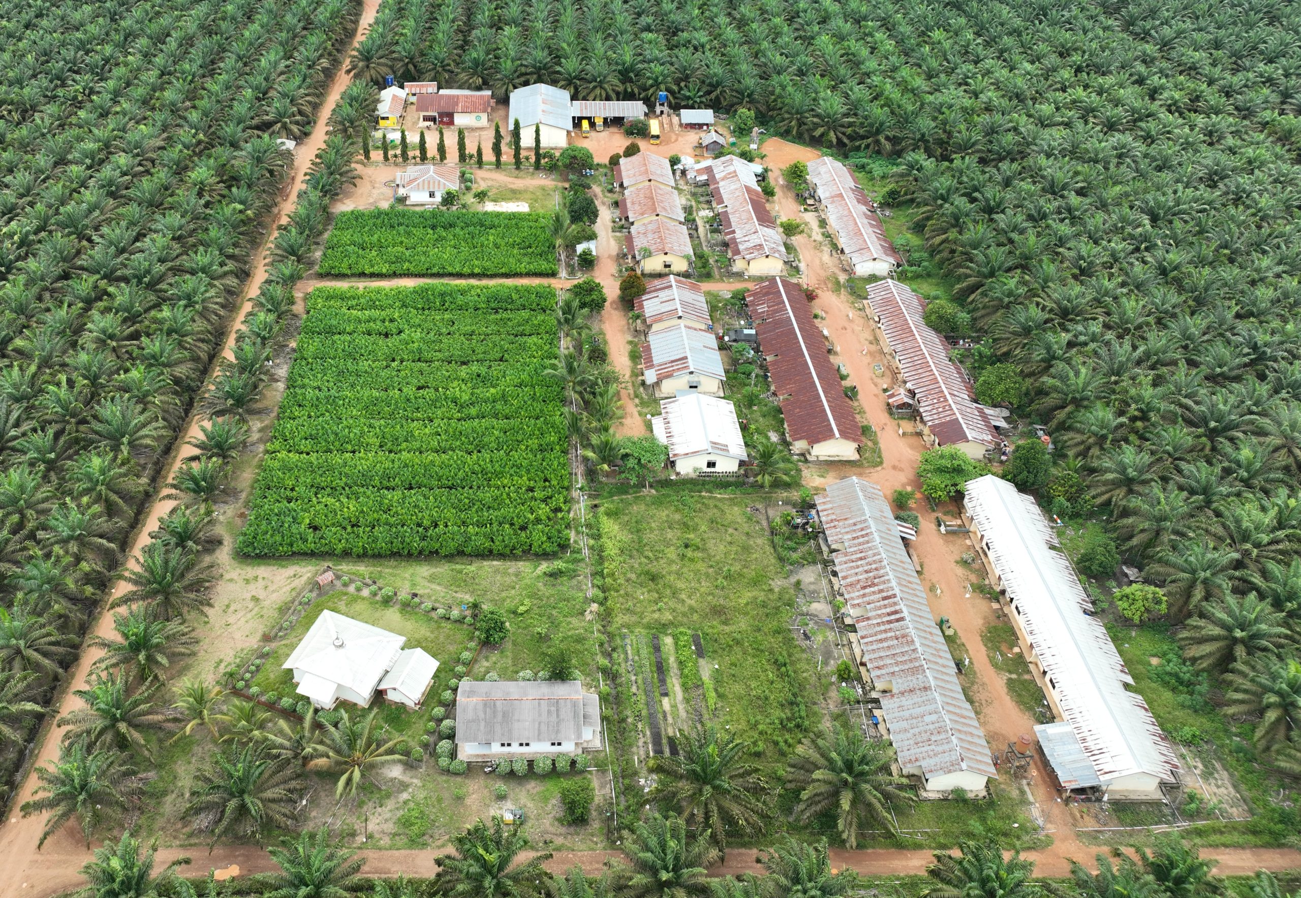 Ilustrasi lahan kebun sawit milik AEP Plantations Plc yang mengakuisisi 98,3% saham PT Pinago Utama Tbk (PNGO). (Dok. Perusahaan)