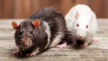 Misteri Wabah Hantavirus di Kapal Pesiar Mewah MV Hondius: Tujuh Jiwa Terpapar, Kapal Tertahan di Tanjung Verde