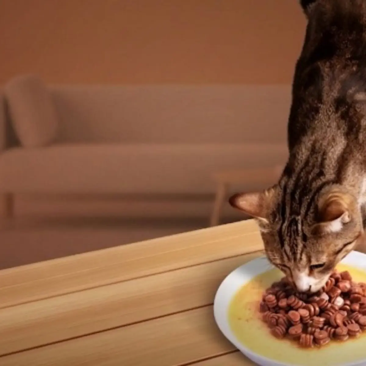 Ilustrasi makanan kucing. (Dok. Ist)