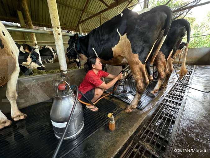 Ilustrasi: Ancaman Ganda Industri Persusuan Nasional: Harga Sapi Impor dan Lonjakan Biaya Energi