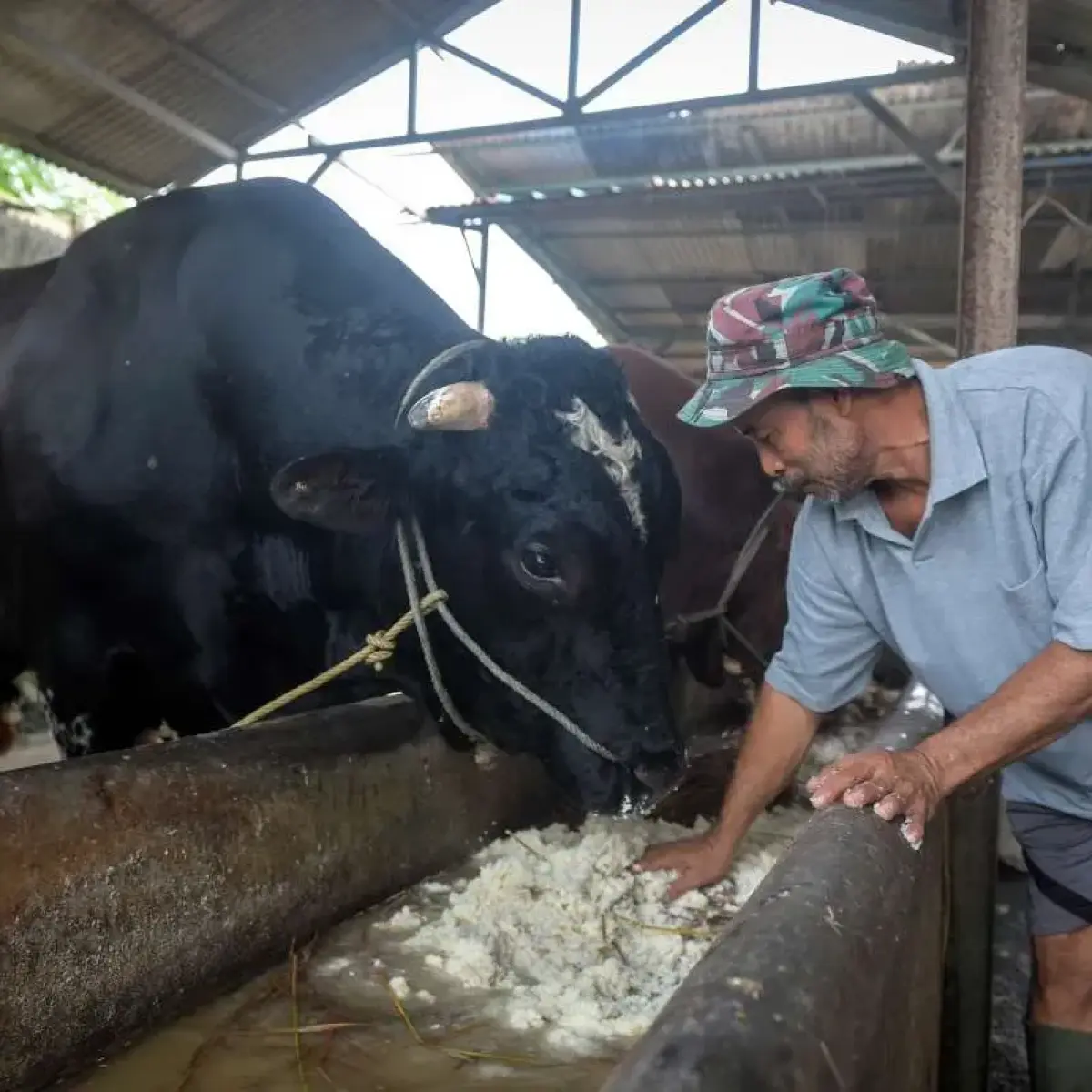 Baznas Kota Cirebon Fasilitasi Kurban Iduladha 2026 dengan Skema Terpusat dan Praktis