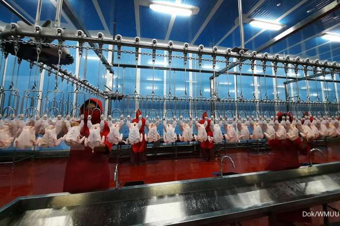 Rupiah Melemah, Biaya Operasional Widodo Makmur Unggas Tertekan Akibat Kenaikan Harga Bahan Baku Pakan