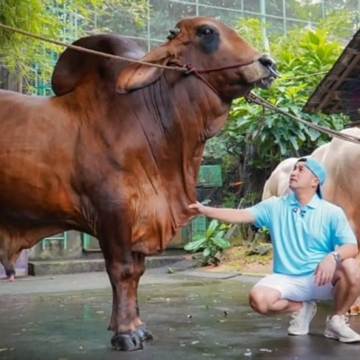 Bisnis Kurban Premium Irfan Hakim Diserbu Tokoh Nasional dan Selebritas Jelang Hari Raya Kurban 2026