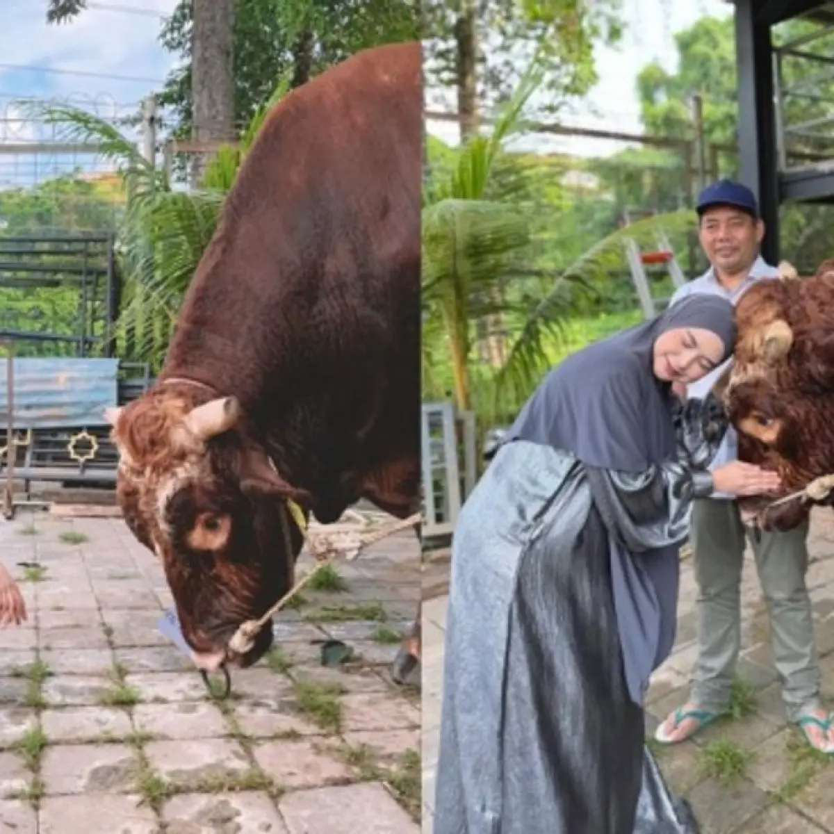 Momen Kebersamaan Ria Ricis saat Ibadah Kurban Disorot: Tangis Haru Iringi Penyembelihan Sapi Jumbo