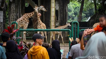 Ragunan Padat Merayap: Taman Satwa Jakarta Jadi Magnet Wisata Keluarga di Tengah Libur Idul Adha