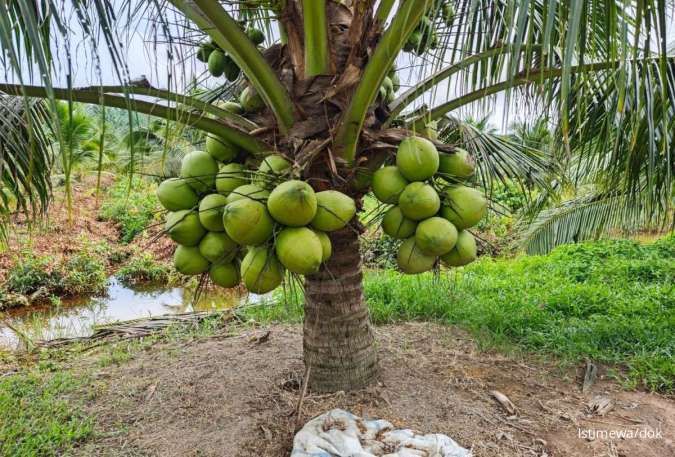 Ilustrasi: Pemerintah Suntikkan Bibit Unggul dan Bibit Tebu Massif untuk Akselerasi Produktivitas Perkebunan Nasional
