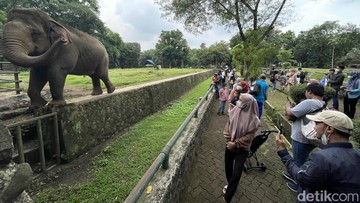 Investigasi Keselamatan Taman Margasatwa Ragunan Pasca Insiden Anak Terperosok ke Dalam Parit Pembatas Satwa
