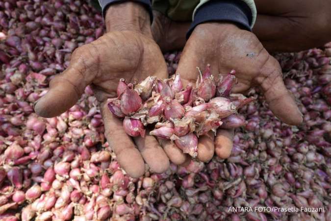 Kurs Rupiah Melemah, Ikappi Ungkap Dinamika Harga Bawang di Tingkat Konsumen