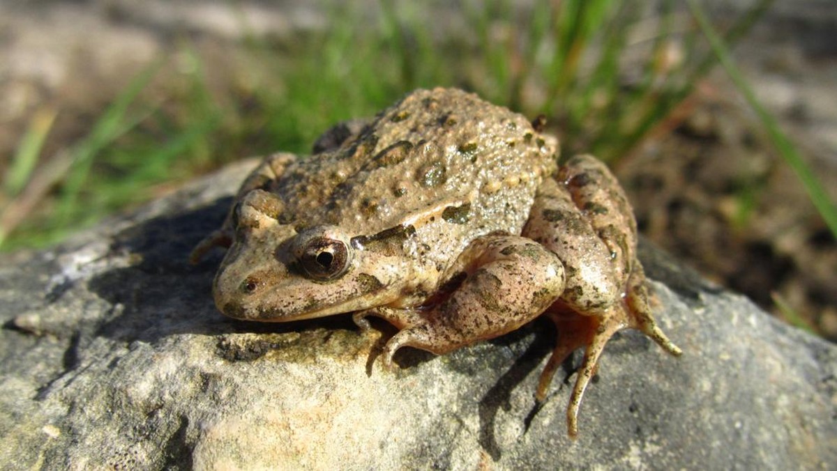 Foto: Xenopus laevis. (Dok. magnific.com)