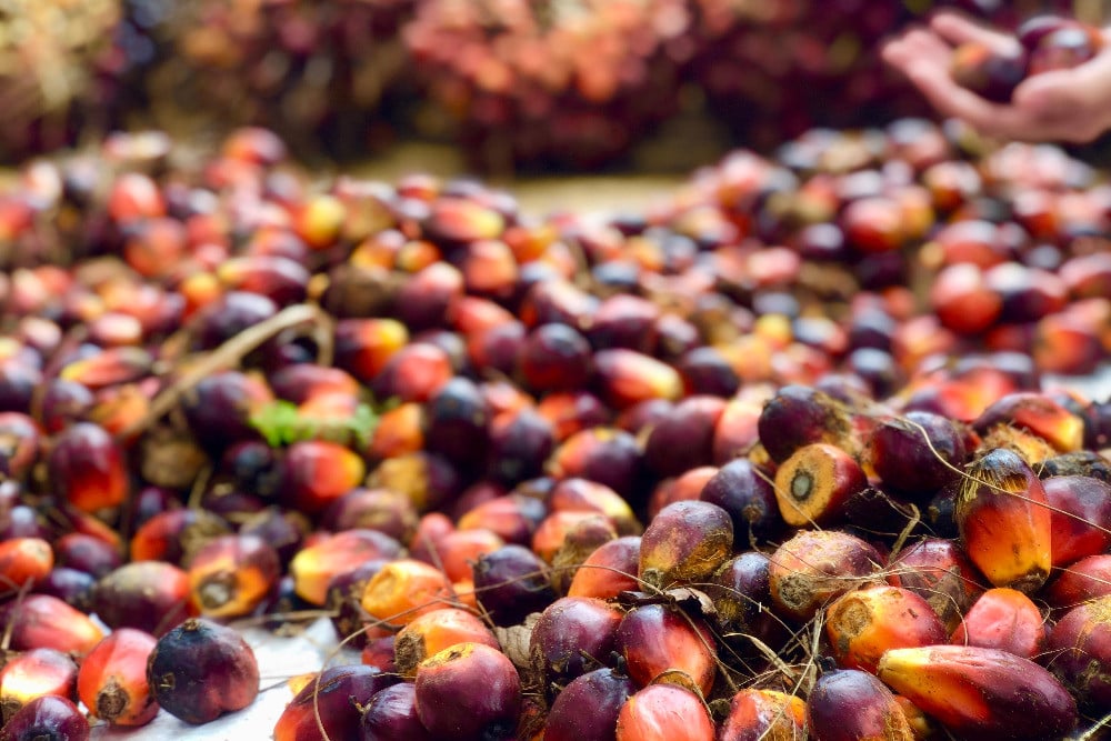 Sertifikasi RSPO: Strategi Krusial Petani Sawit Lokal Menembus Pasar Ekspor Global