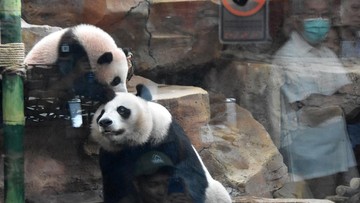 Panda raksasa (ANTARA FOTO/Arif Firmansyah)