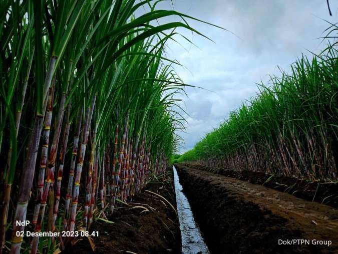 Kementan Pacu Produktivitas Gula Nasional melalui Distribusi Benih Tebu Unggul Varietas Hibrida