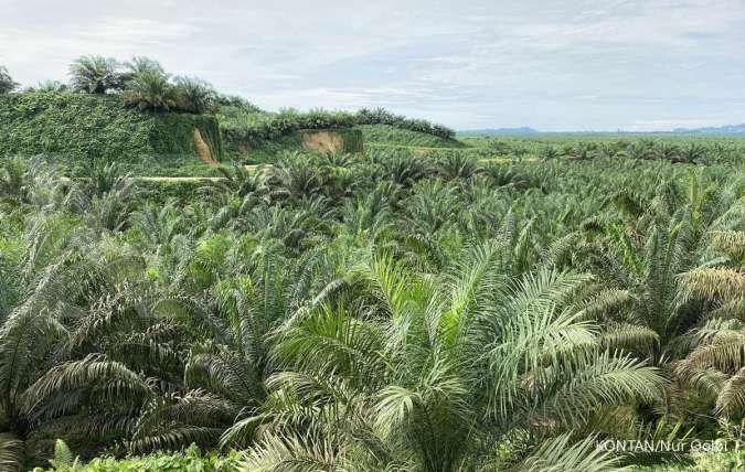 Ilustrasi: Ancaman Jamur Ganoderma dan Serangan Hama Kian Menggerogoti Produktivitas Kebun Sawit Petani di Kalimantan Barat
