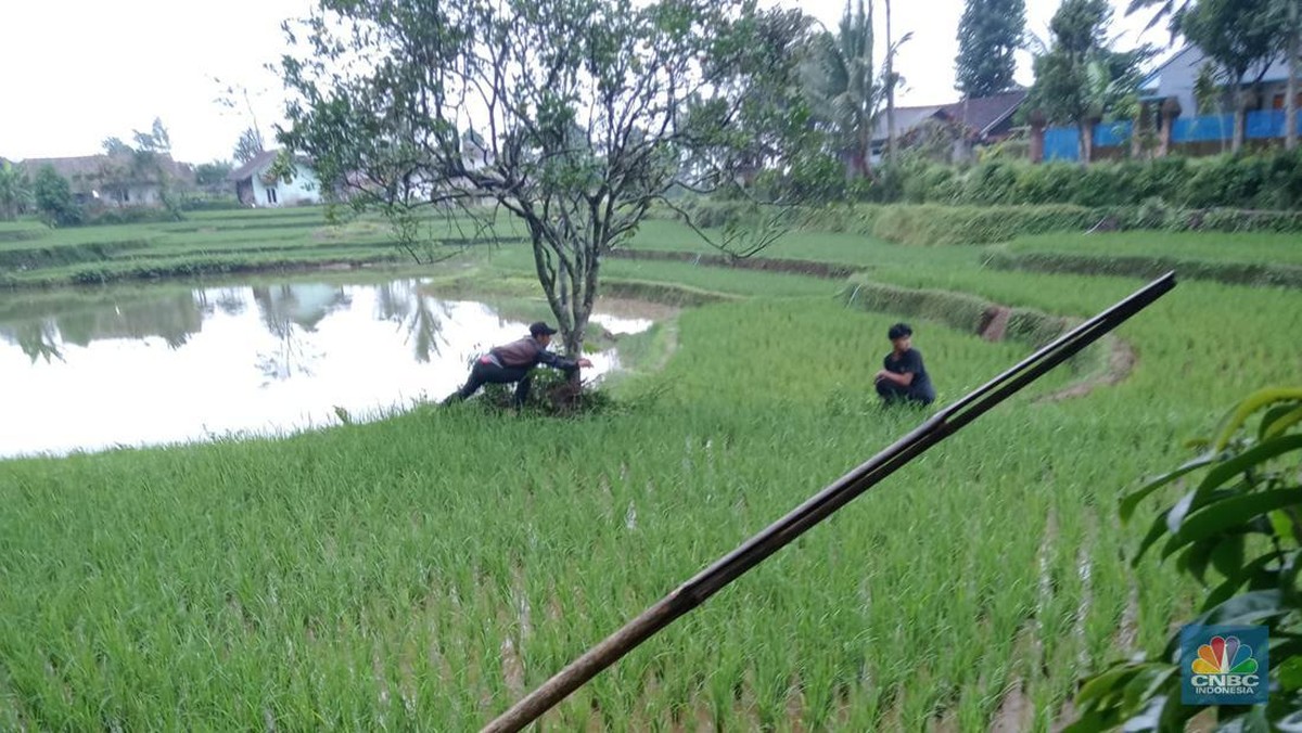 Foto: Sawah di Cianjur. (CNBC Indonesia/Suhendra)