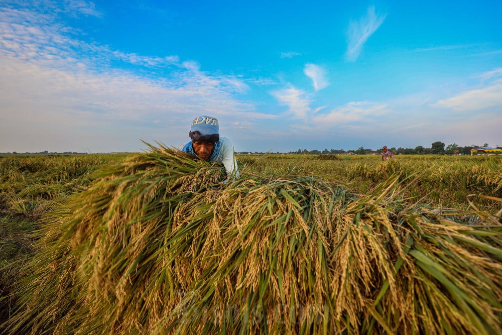 Ancaman El Nino dan Profitabilitas Pangan Diprediksi Tekan Volume Produksi Beras Global di Musim Tanam 2026/2027