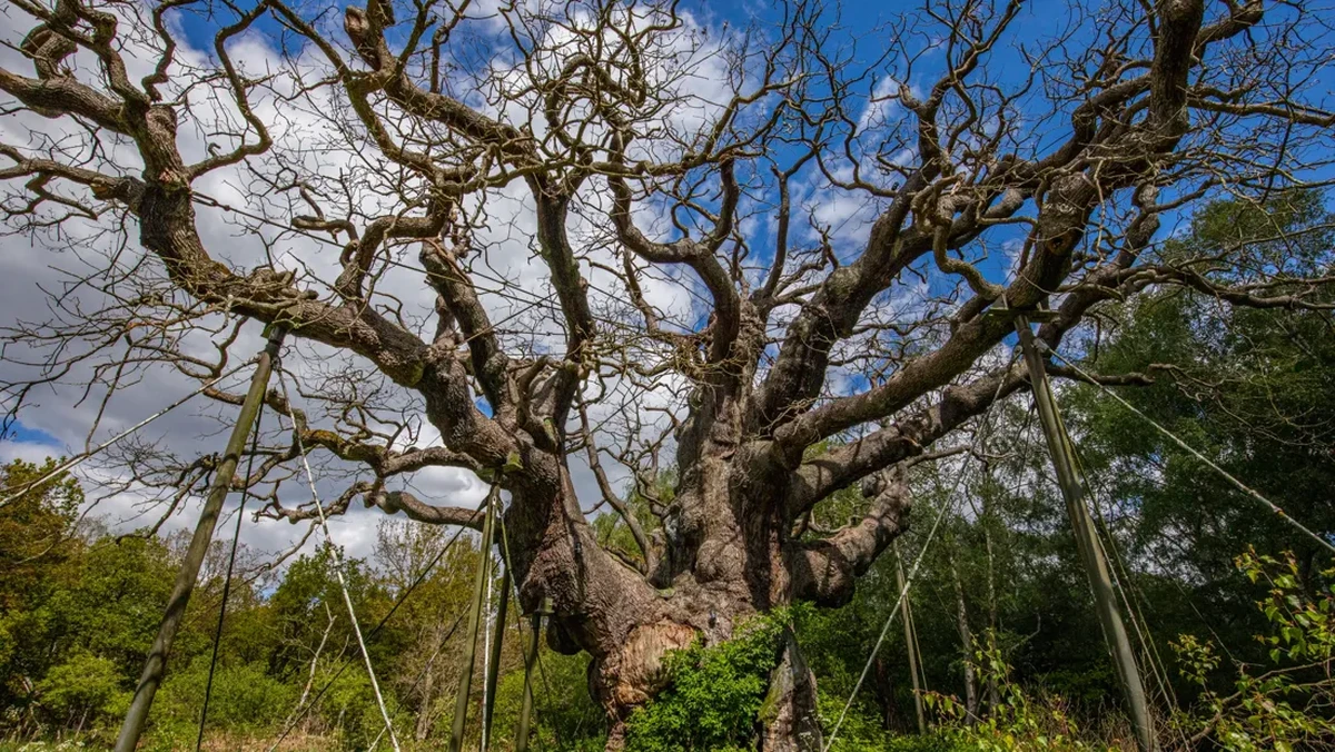 Foto: Pohon Major Oak. (Dok. RSPB)
