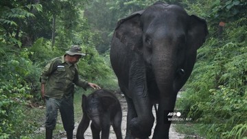 Bayi gajah sumatra Nona Seroja di TN Tesso Nilo (Wahyudi/AFP)