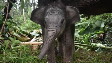 Seorang pawang gajah berjalan bersama gajah Sumatra betina berusia 55 tahun bernama Ria dan anak betinanya, Nona Seroja, yang berusia 15 hari dan lahir pada 10 Juni 2026, di Taman Nasional Tesso Nilo, Riau, pada 24 Juni 2026. AFP/Wahyudi