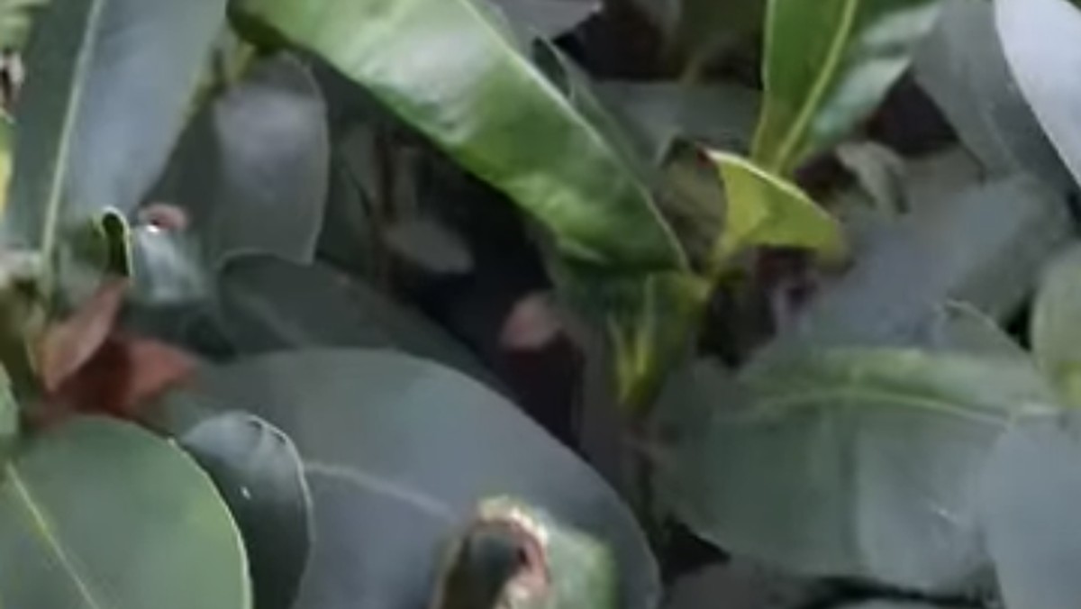 Foto: Tanaman nyamplung (Calophyllum inophyllum). (Tangkapan Layar)