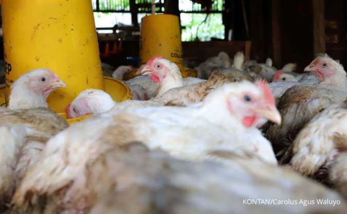 Ilustrasi: Kenaikan Harga Ayam dan Telur, Harapan Baru Peternak di Tengah Pemulihan Aktivitas Sekolah