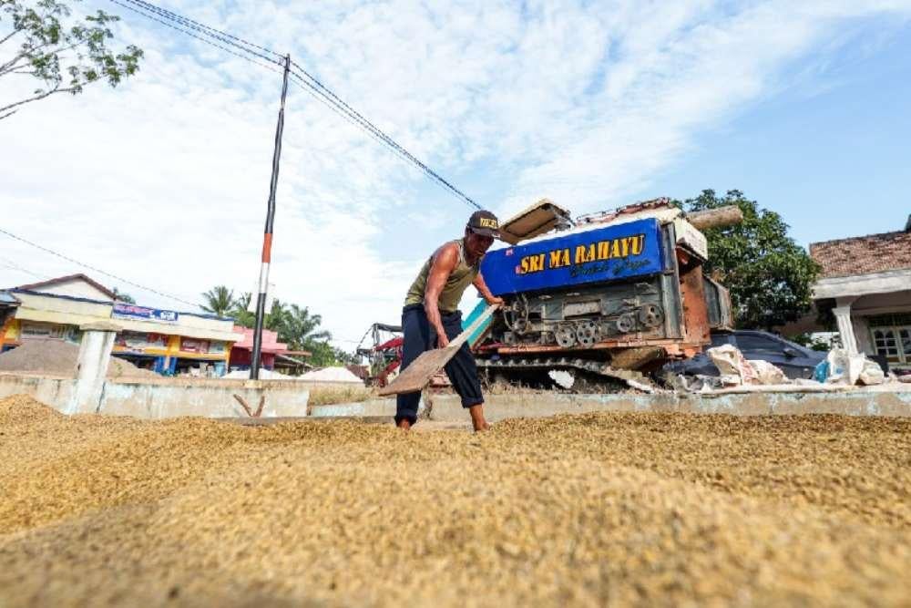 Stabilisasi Harga Gabah Dongkrak Kesejahteraan Petani, Ancaman Hama Tikus Tetap Diwaspadai