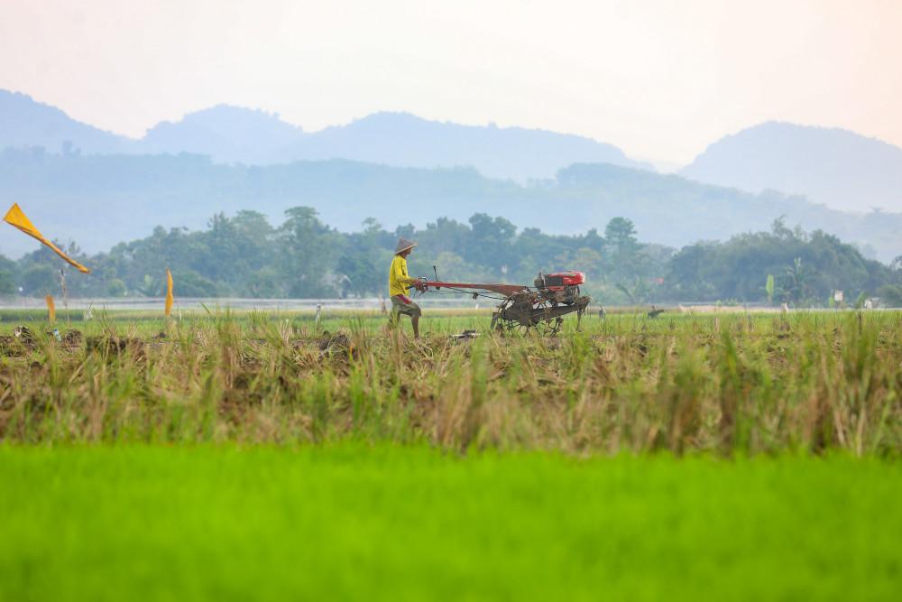 Jaminan Ketersediaan Pangan Nasional: Petani Tetap Produktif Meski Ada Ancaman El Nino