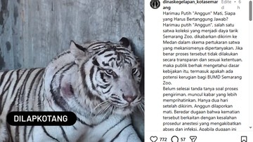Harimau putih bernama Anggun di Semarang Zoo dilaporkan mati.(dok. tangkapan layar)