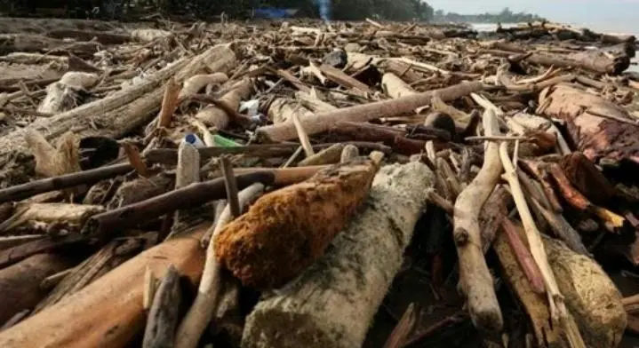 Terkait Pemanfaatan Kayu Gelondongan Akibat Banjir Sumatera Kemenhut Kini Membolehkan, Asal..