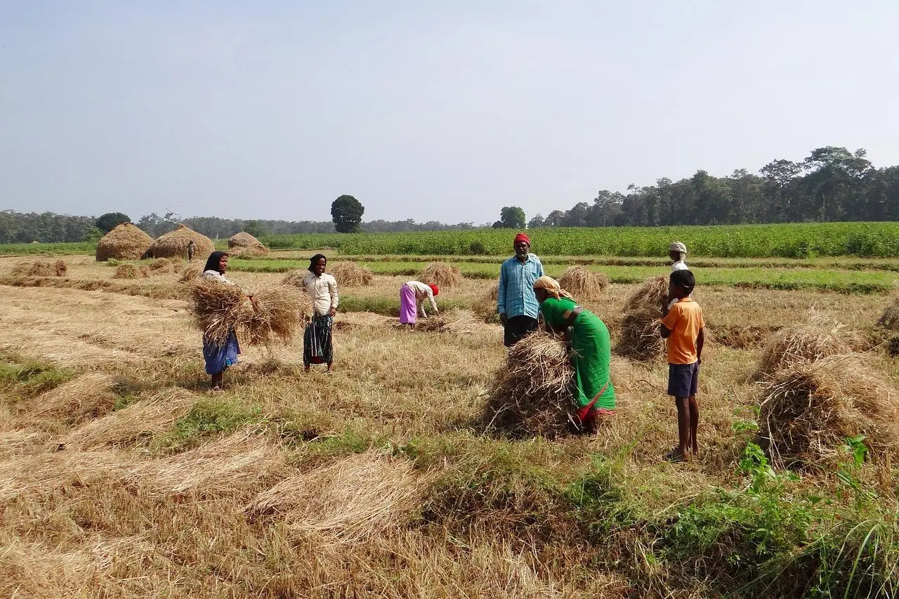 Revolusi di Sawah! Jerami Padi, Limbah Paling Membandel, Kini Jadi 