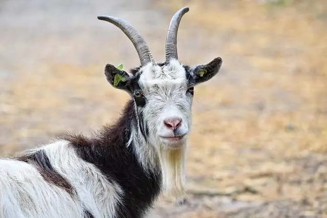 Ketahui Batas Nisab Zakat Kambing Minimal Agar Tidak Alami Kekeliruan, Begini Penjelasannya