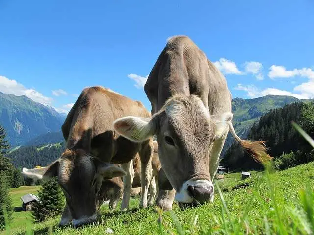 Pengertian Nadzar Qurban, Dalil dan Syaratnya Apa Saja? Cek di Sini