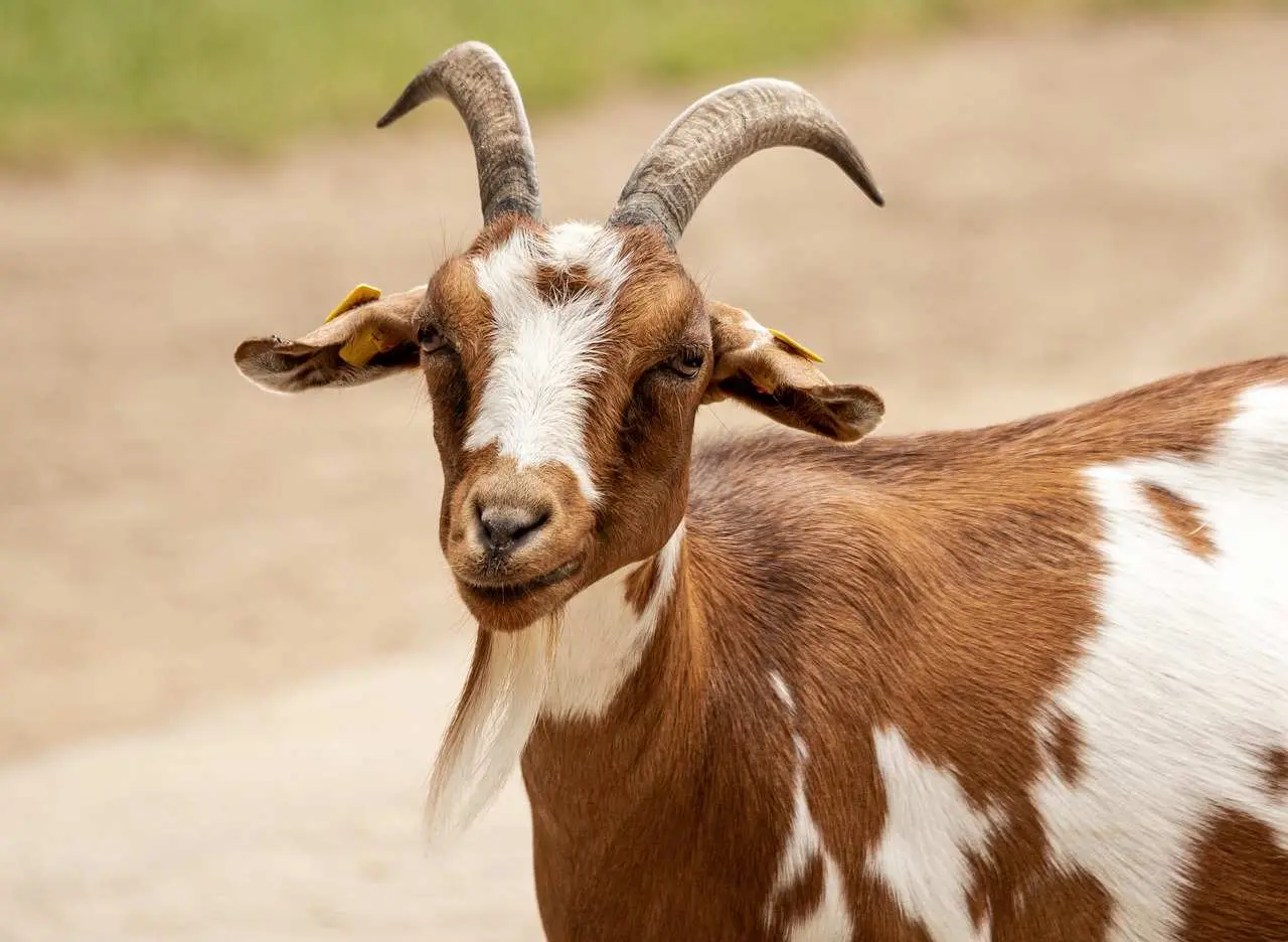 Ini 6 Jenis Kambing yang Bagus untuk Aqiqah Anak Baru Lahir, Nomor 1 Ada Etawa