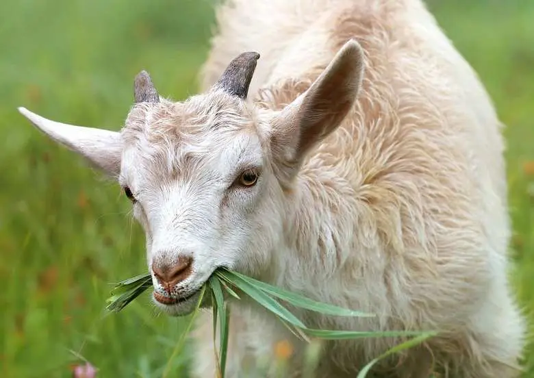 Cek 4 Persyaratan Kambing Aqiqah, Salah Satunya Ternyata Terkait Ini?
