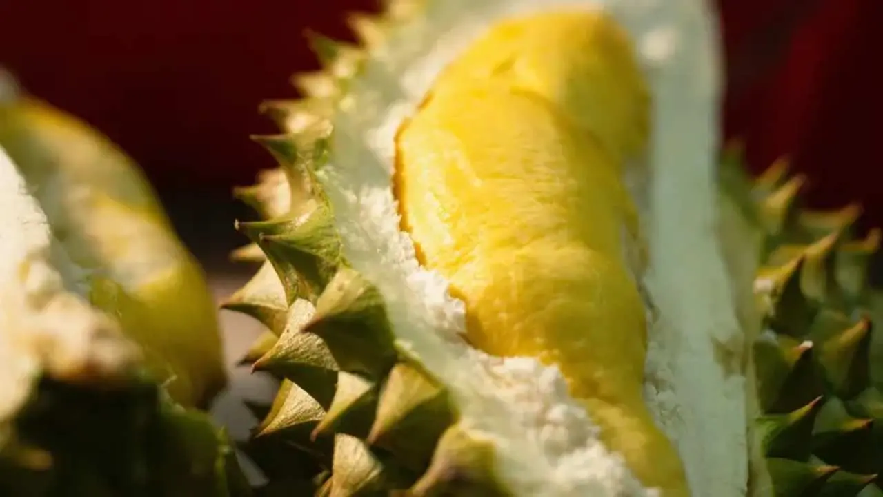 Musim Durian Nih! Berikut Cara Tepat Memilih Sebelum Bayar, Dijamin Dapat yang Manis